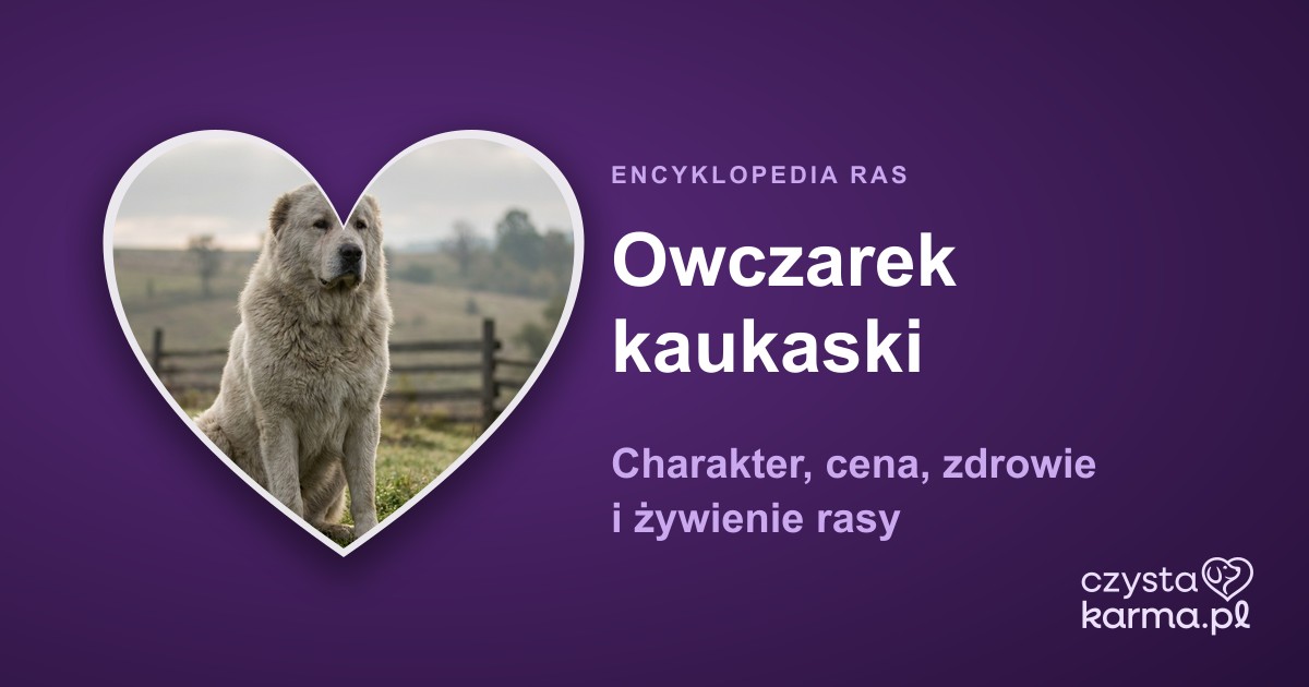 Owczarek kaukaski — charakter, cena, zdrowie i żywienie rasy