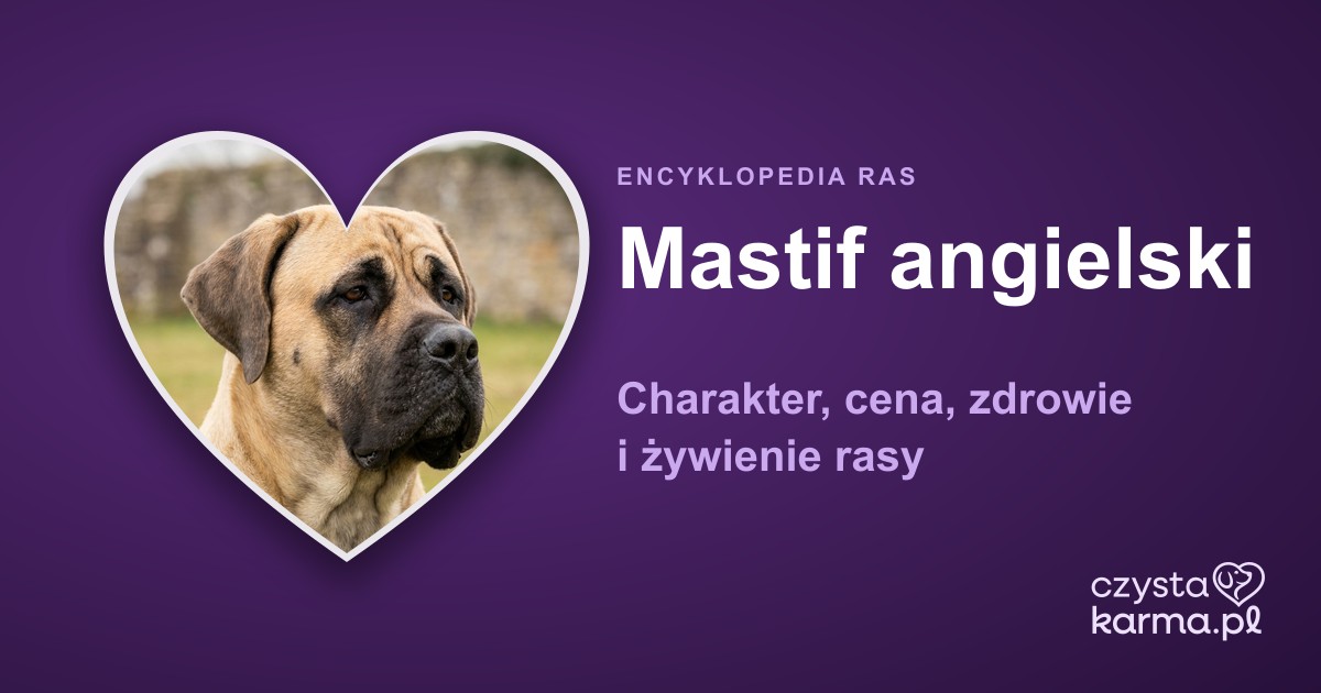 Mastif angielski — charakter, cena, zdrowie i żywienie rasy