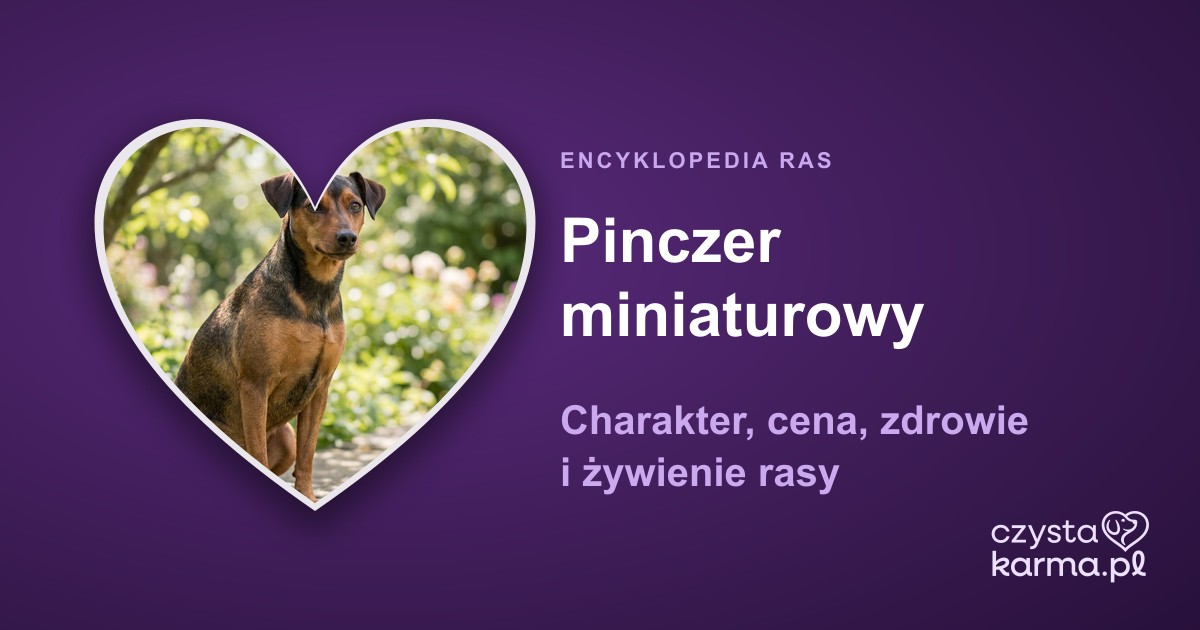 Pinczer miniaturowy — charakter, cena, zdrowie i żywienie rasy