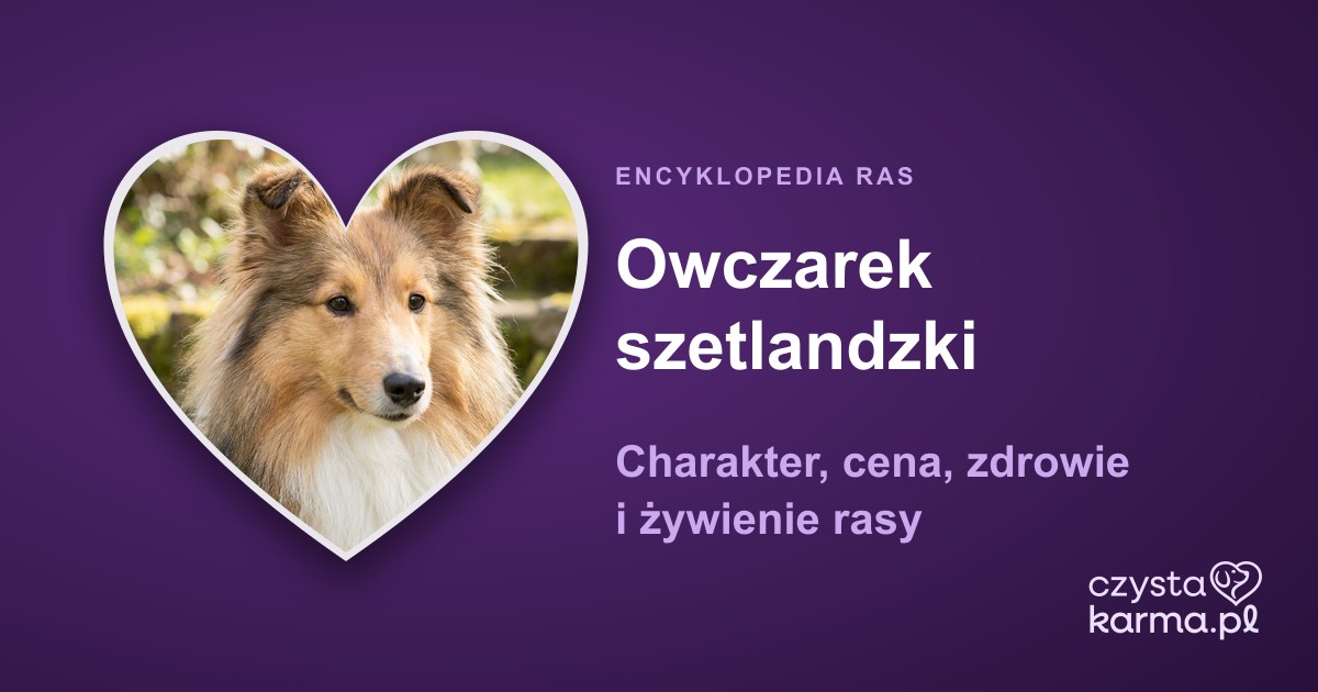 Owczarek szetlandzki (sheltie) — charakter, cena, zdrowie i żywienie rasy