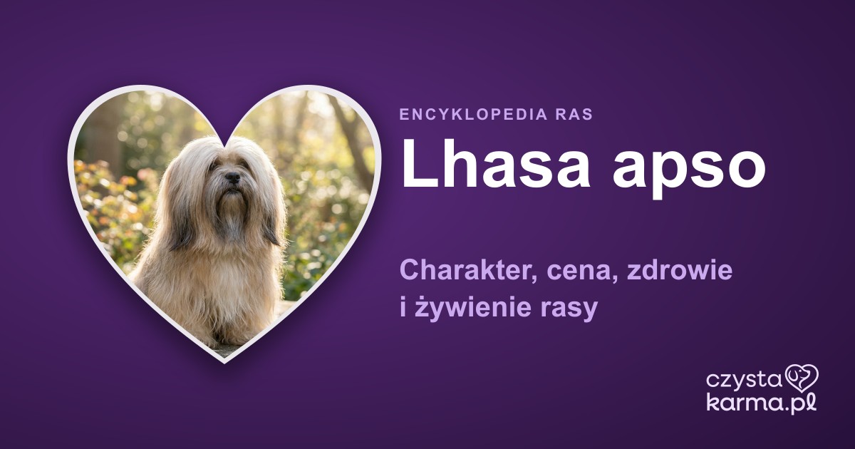 Lhasa apso — charakter, cena, zdrowie i żywienie rasy
