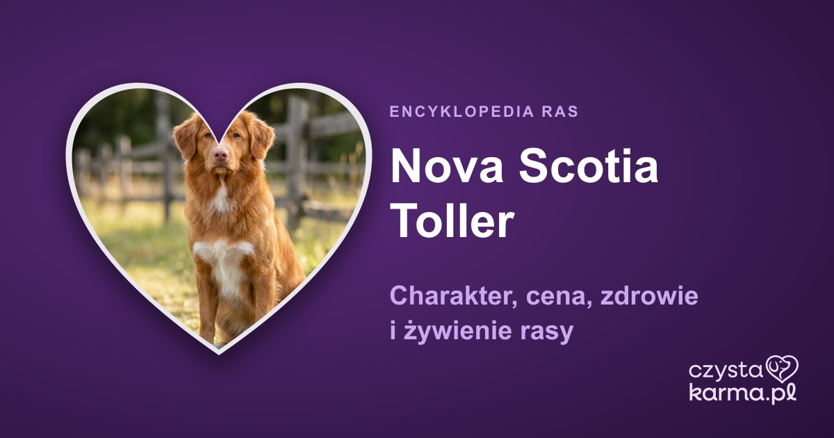 Nova Scotia Toller (retriever nowoszkocki) — charakter, cena i zdrowie rasy