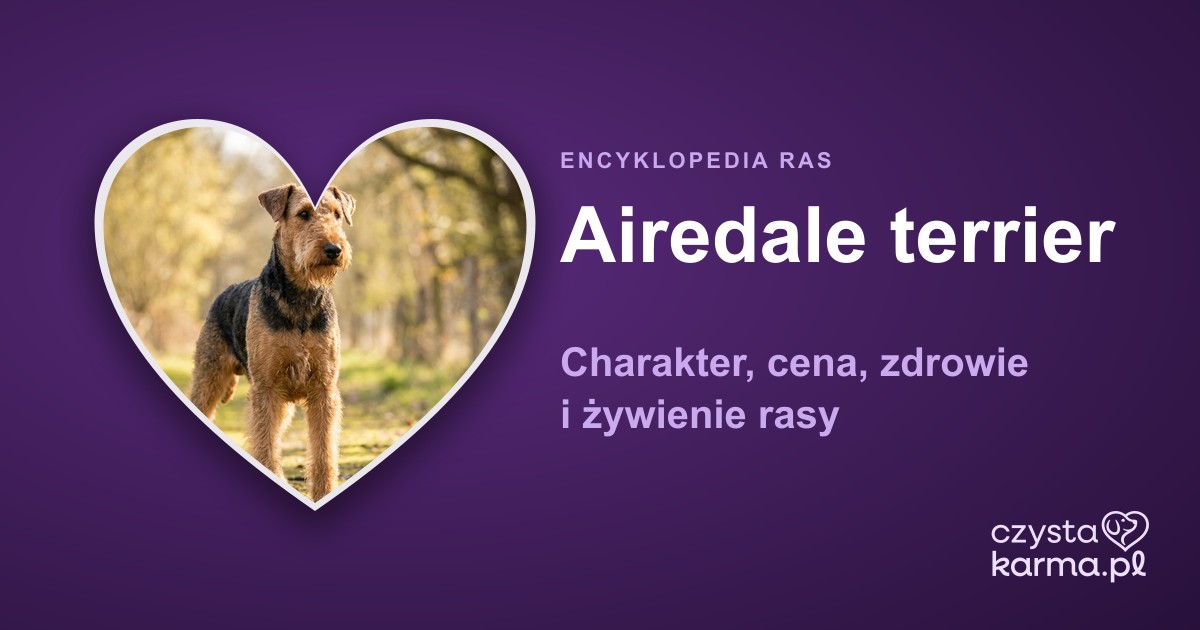 Airedale terrier — charakter, cena, zdrowie i żywienie rasy