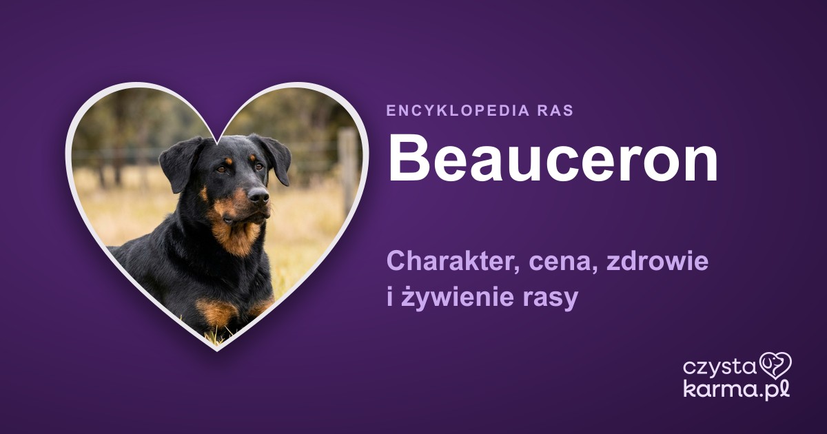Beauceron (owczarek francuski) — charakter, cena, zdrowie i żywienie rasy