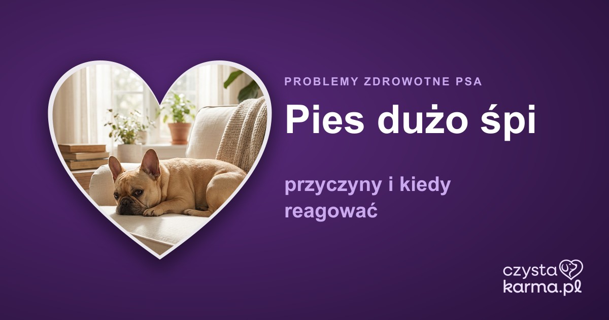 Pies dużo śpi — przyczyny i kiedy reagować