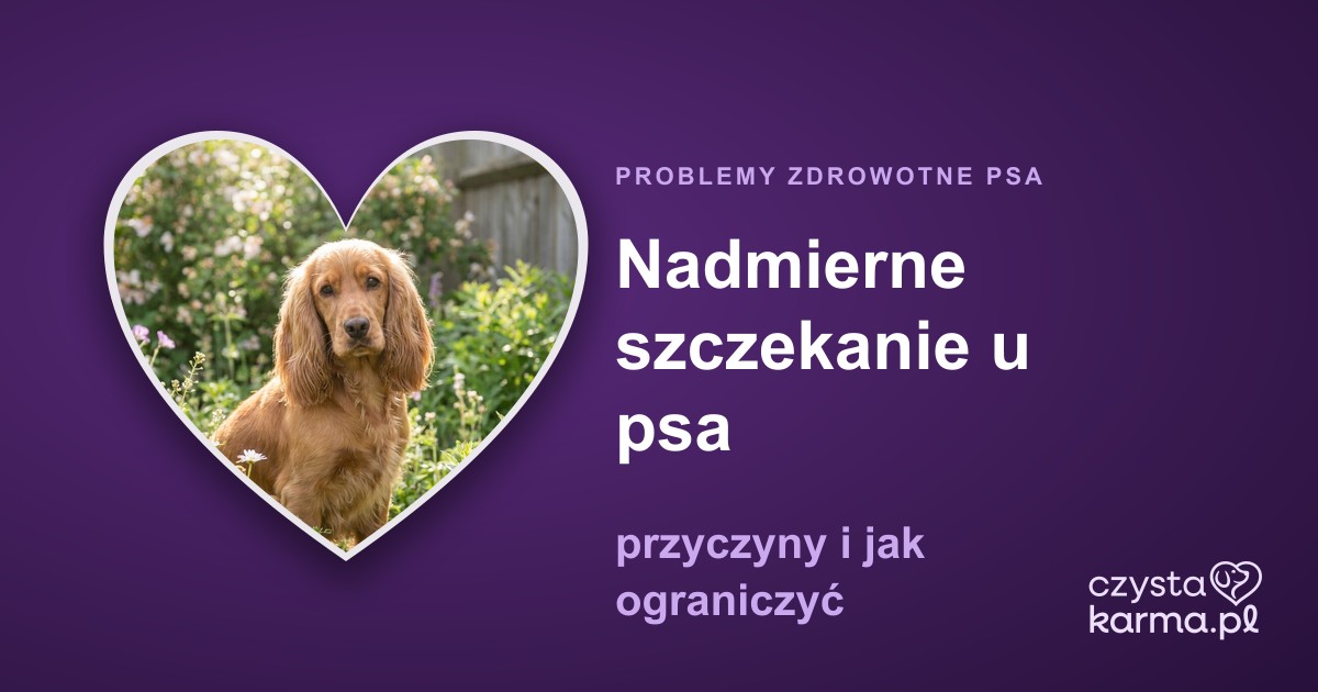 Nadmierne szczekanie u psa — przyczyny i jak ograniczyć