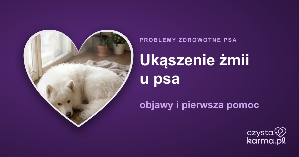Ukąszenie żmii u psa — objawy i pierwsza pomoc