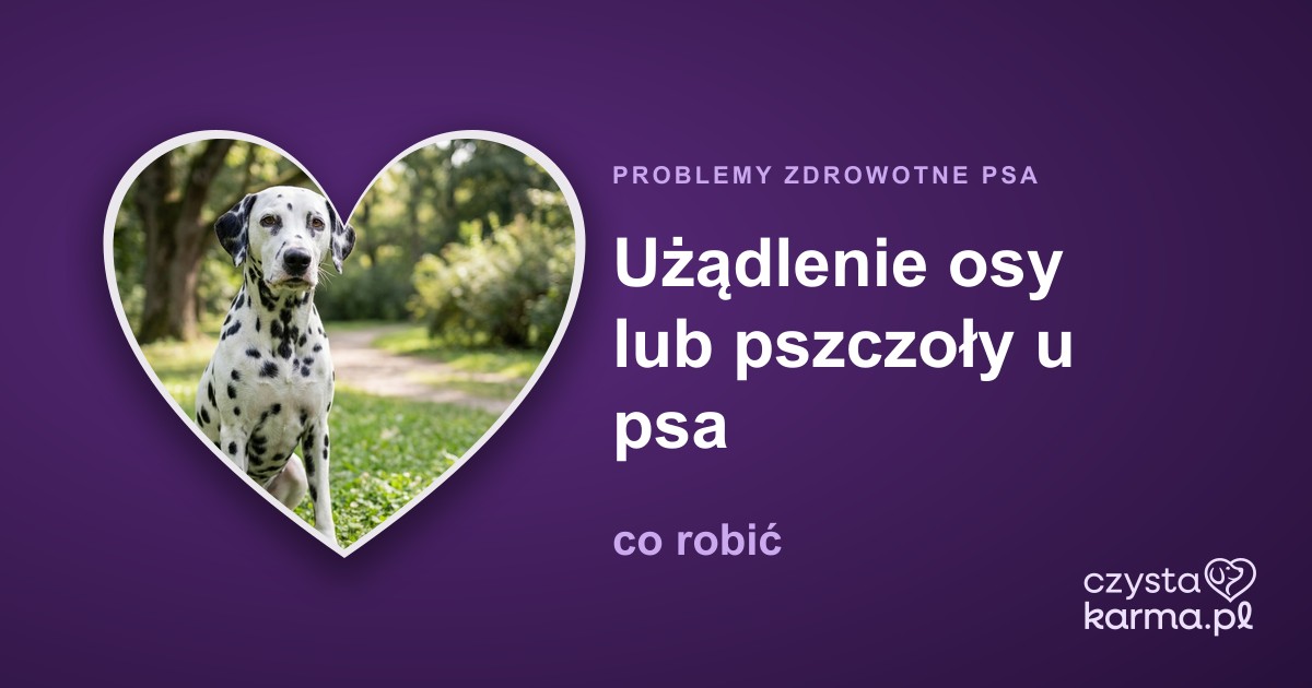 Użądlenie osy lub pszczoły u psa — co robić