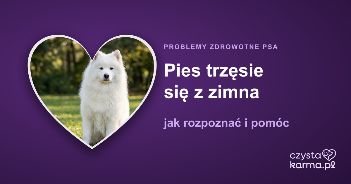 Pies trzęsie się z zimna — jak rozpoznać i pomóc