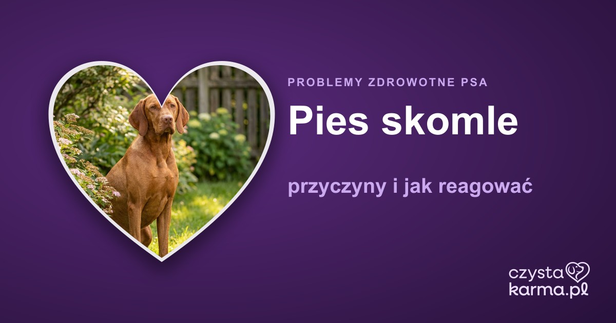 Pies skomle — przyczyny i jak reagować