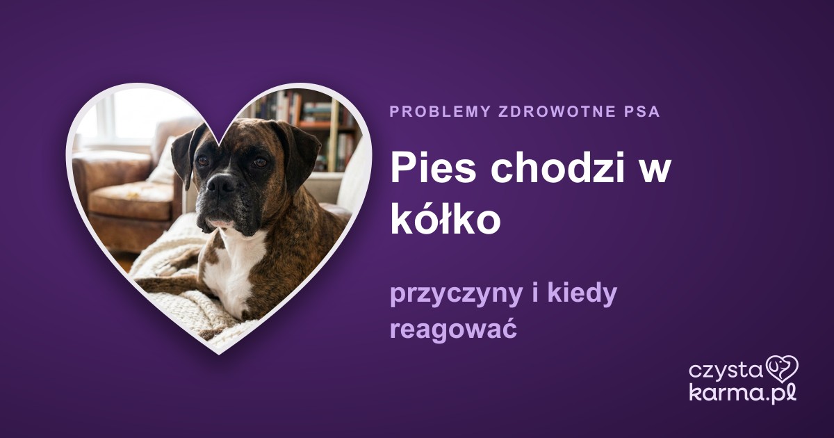 Pies chodzi w kółko — przyczyny i kiedy reagować