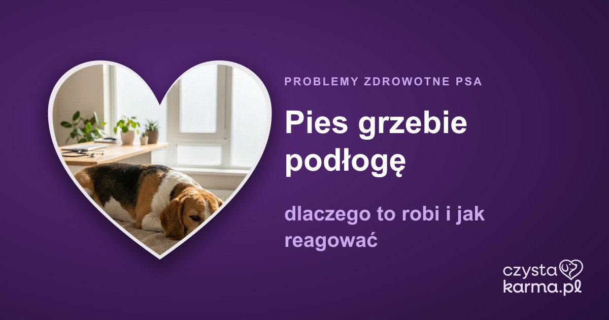 Pies grzebie podłogę — dlaczego to robi i jak reagować