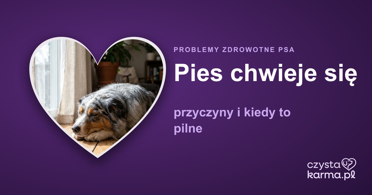 Pies chwieje się — przyczyny i kiedy to pilne
