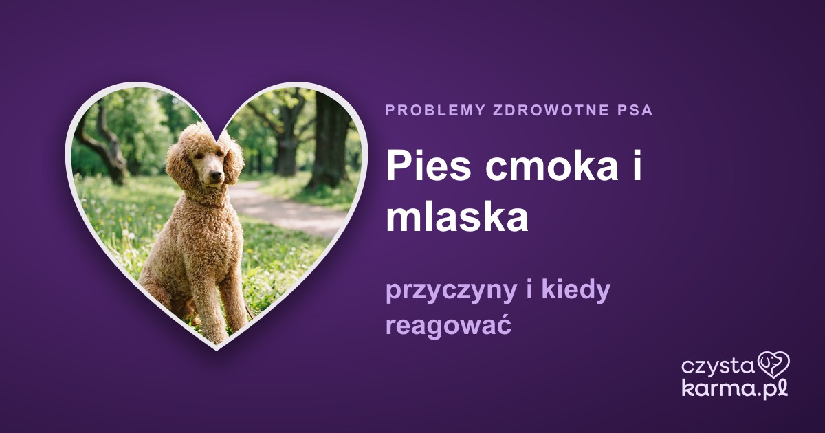 Pies cmoka i mlaska — przyczyny i kiedy reagować