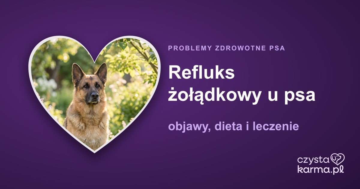 Refluks żołądkowy u psa — objawy, dieta i leczenie