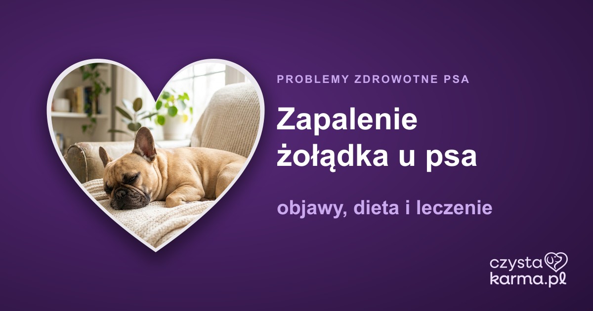 Zapalenie żołądka u psa — objawy, dieta i leczenie
