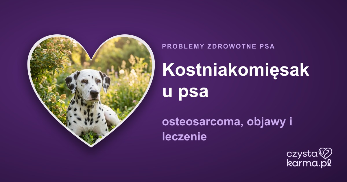 Kostniakomięsak u psa — osteosarcoma, objawy i leczenie