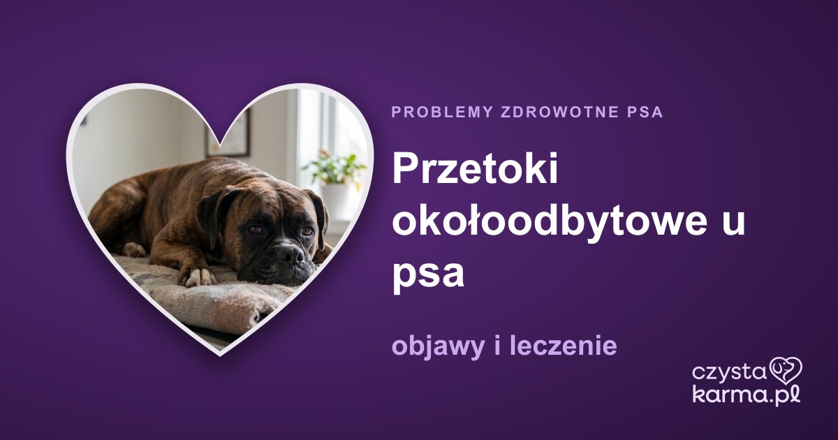 Przetoki okołoodbytowe u psa — objawy i leczenie
