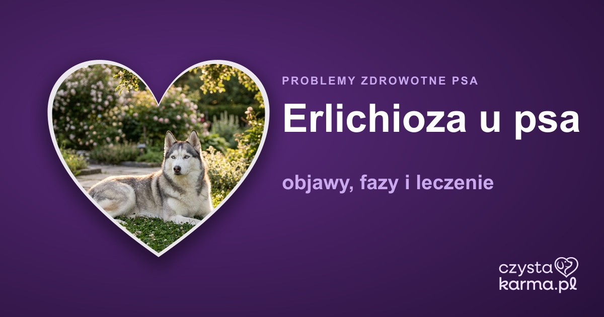 Erlichioza u psa — objawy, fazy i leczenie
