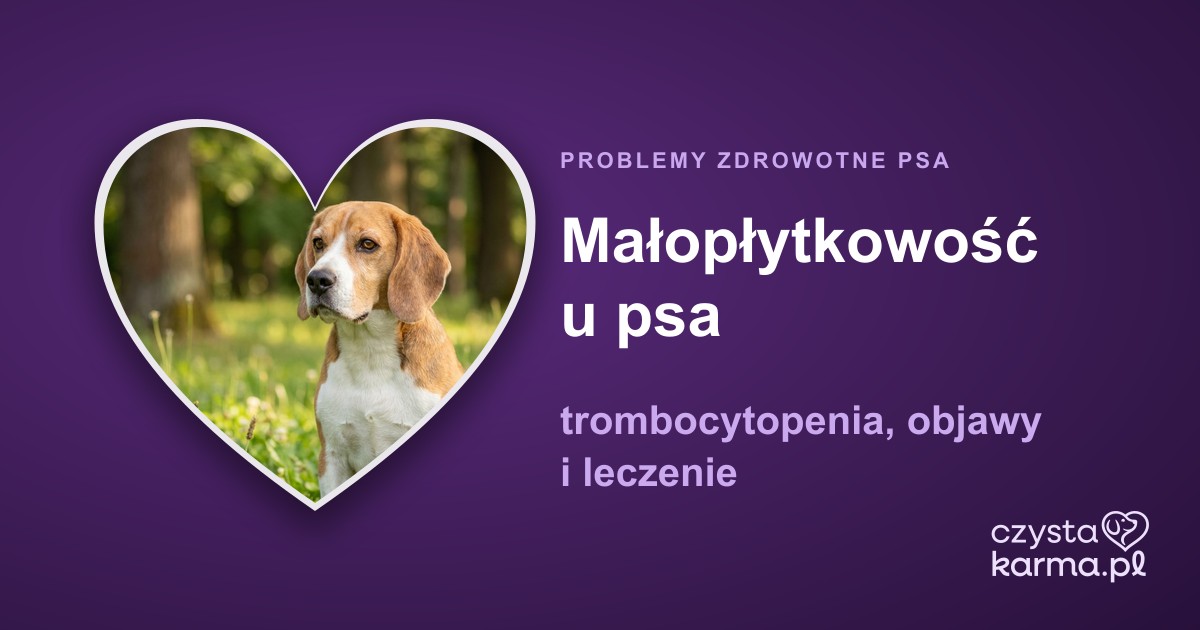 Małopłytkowość u psa — trombocytopenia, objawy i leczenie