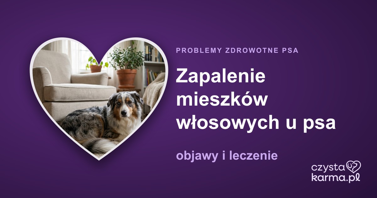 Zapalenie mieszków włosowych u psa — objawy i leczenie