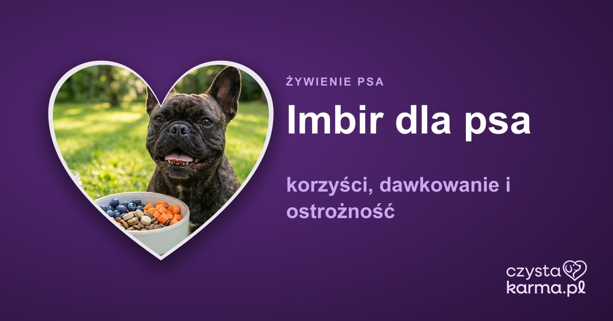 Imbir dla psa — korzyści, dawkowanie i ostrożność