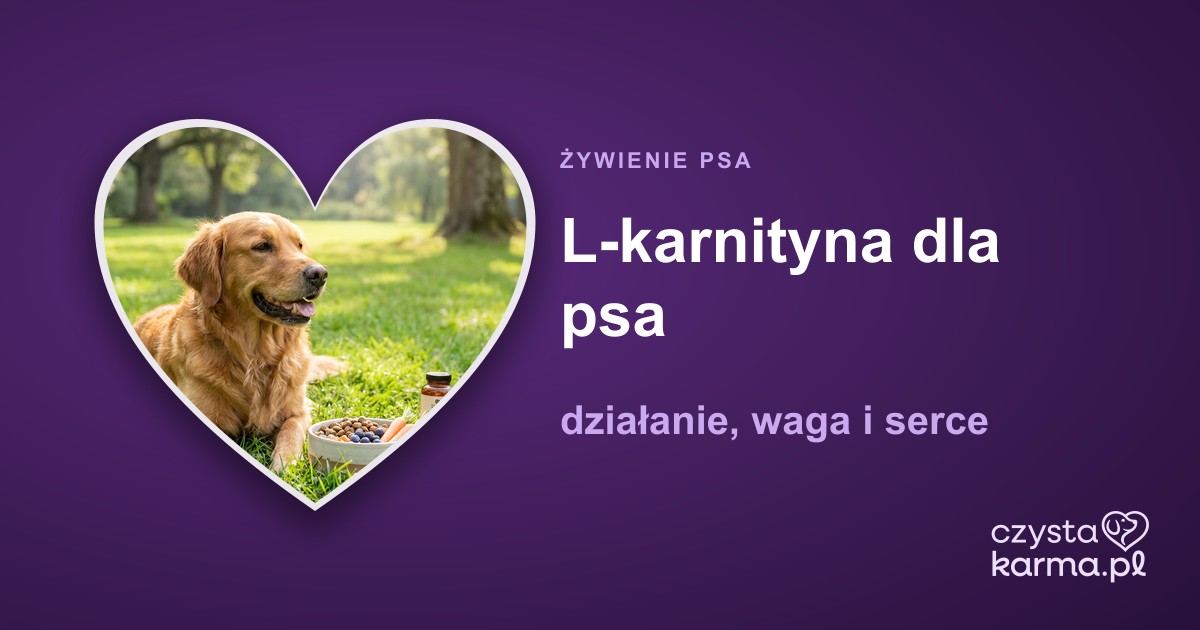 L-karnityna dla psa — działanie, waga i serce