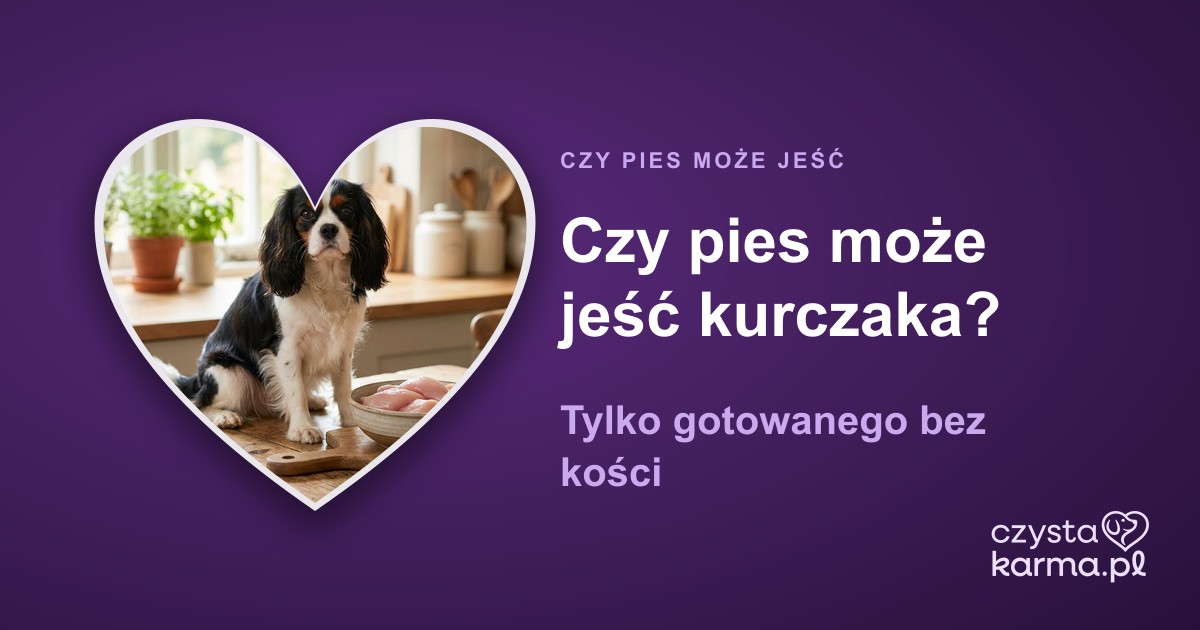 Czy pies może jeść kurczaka? Tylko gotowanego bez kości