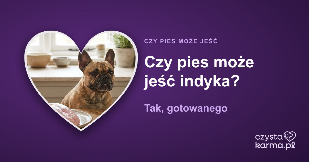 Czy pies może jeść indyka? Tak, gotowanego