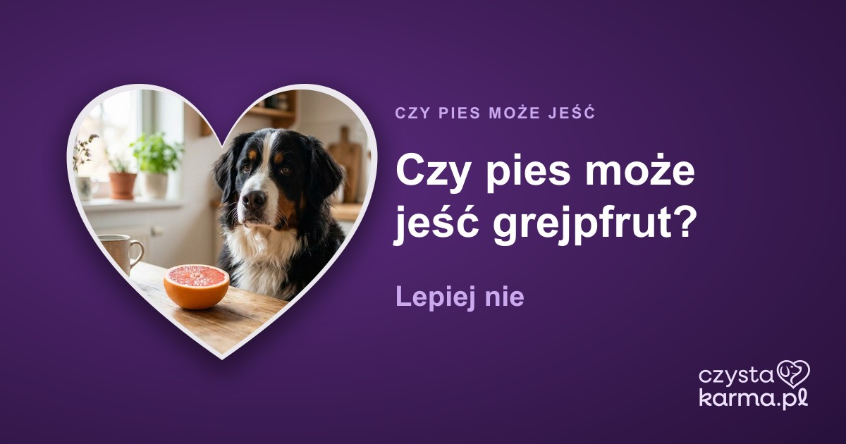 Czy pies może jeść grejpfrut? Lepiej nie