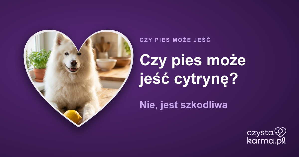 Czy pies może jeść cytrynę? Nie, jest szkodliwa