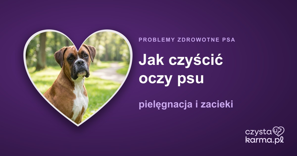 Jak czyścić oczy psu — pielęgnacja i zacieki