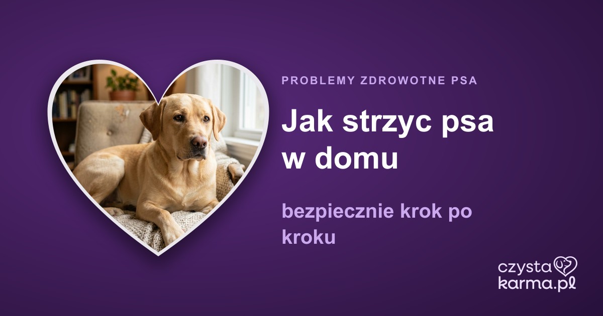 Jak strzyc psa w domu — bezpiecznie krok po kroku
