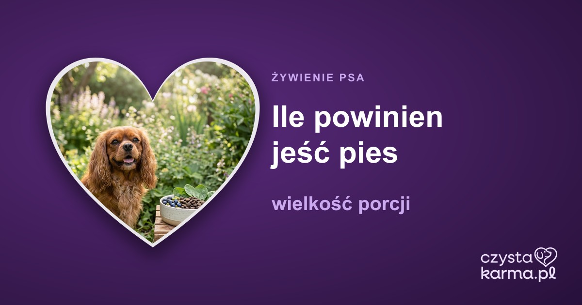 Ile powinien jeść pies — wielkość porcji