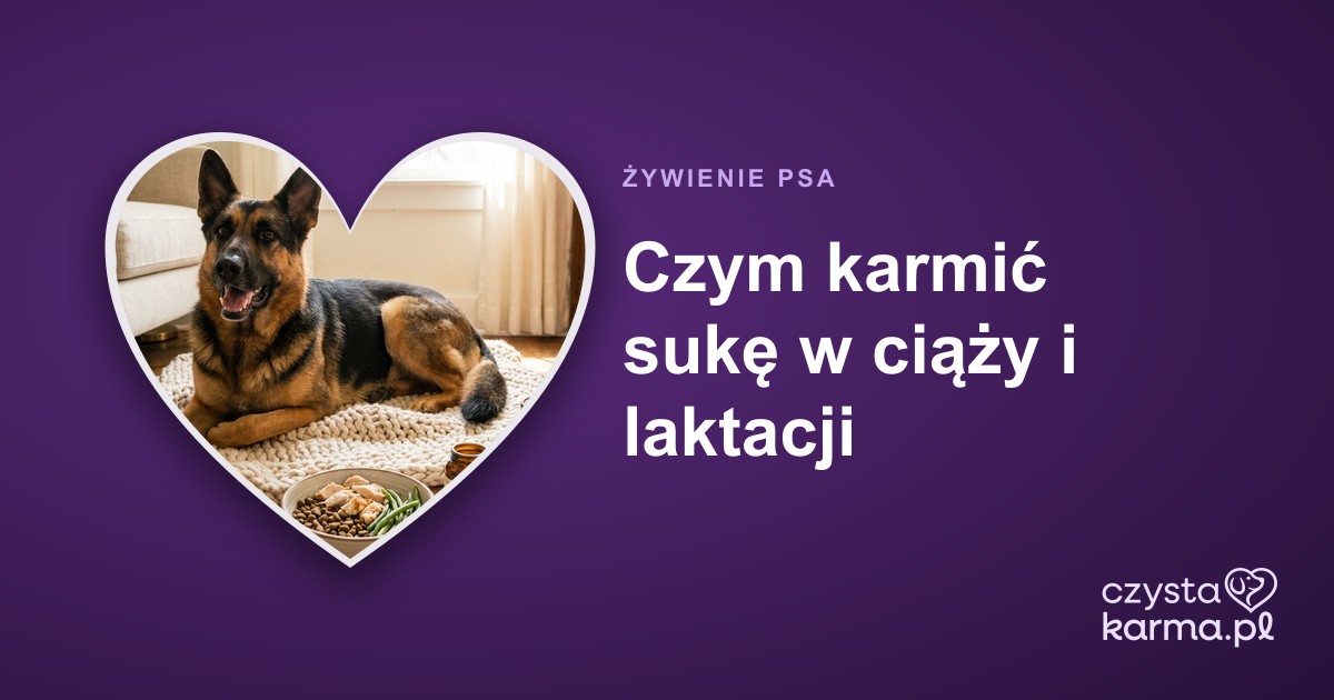 Czym karmić sukę w ciąży i laktacji