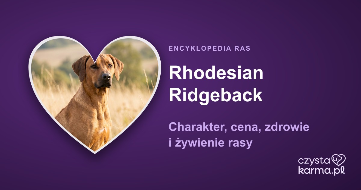 Rhodesian Ridgeback — charakter, cena, zdrowie i żywienie rasy