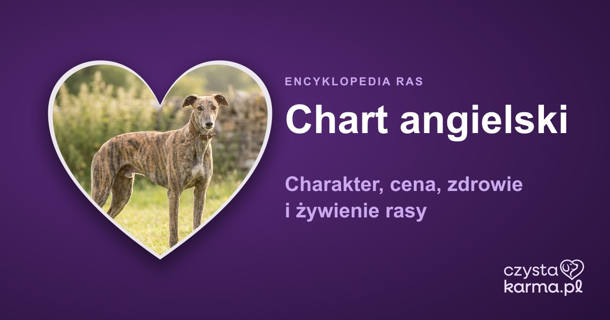Chart angielski (Greyhound) — charakter, cena, zdrowie i żywienie rasy