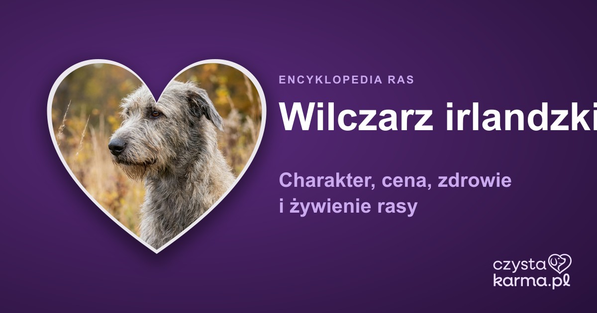 Wilczarz irlandzki (Irish Wolfhound) — charakter, cena i zdrowie rasy