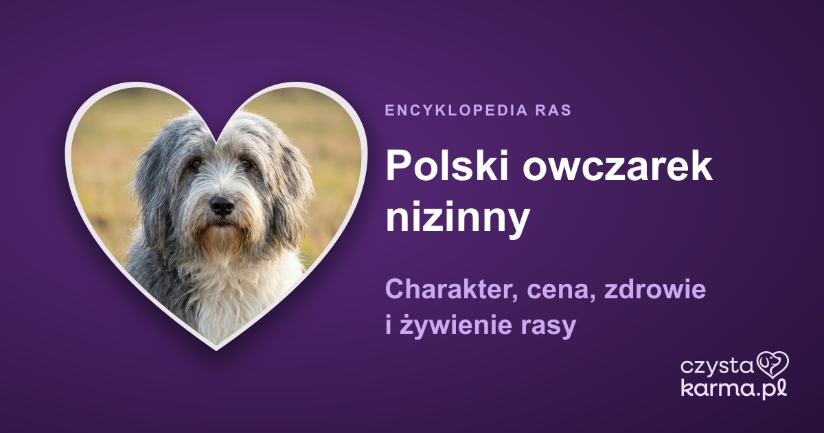 Polski owczarek nizinny (PON) — charakter, cena, zdrowie i żywienie rasy