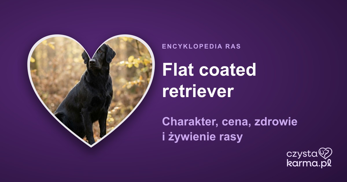 Flat coated retriever — charakter, cena, zdrowie i żywienie rasy