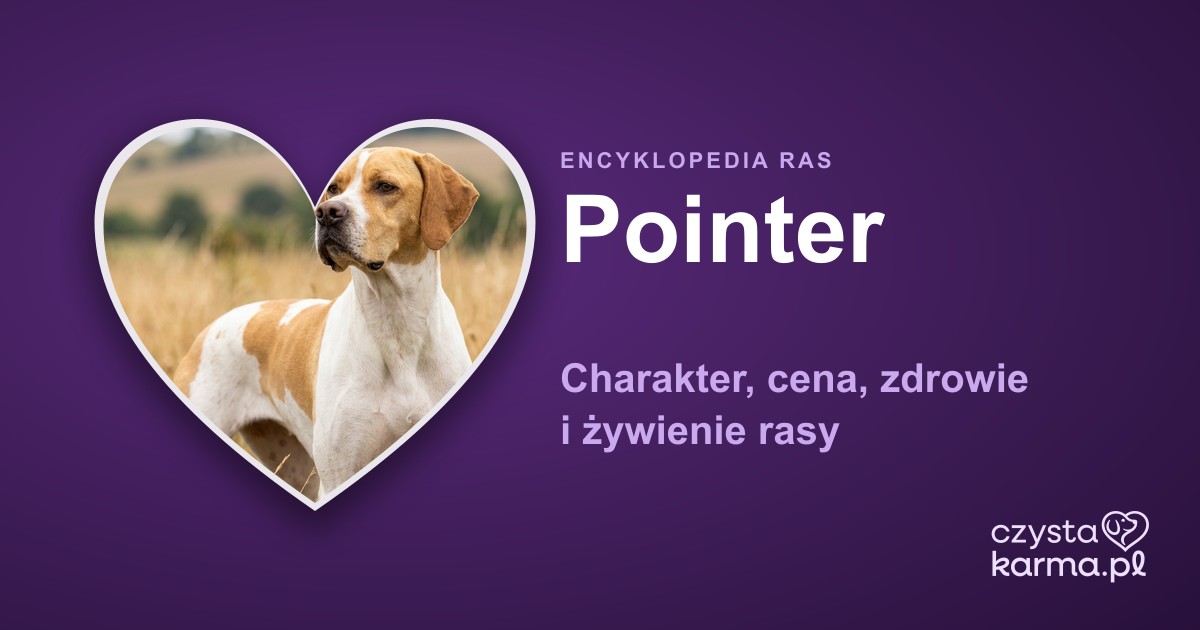 Pointer (wyżeł angielski) — charakter, cena, zdrowie i żywienie rasy