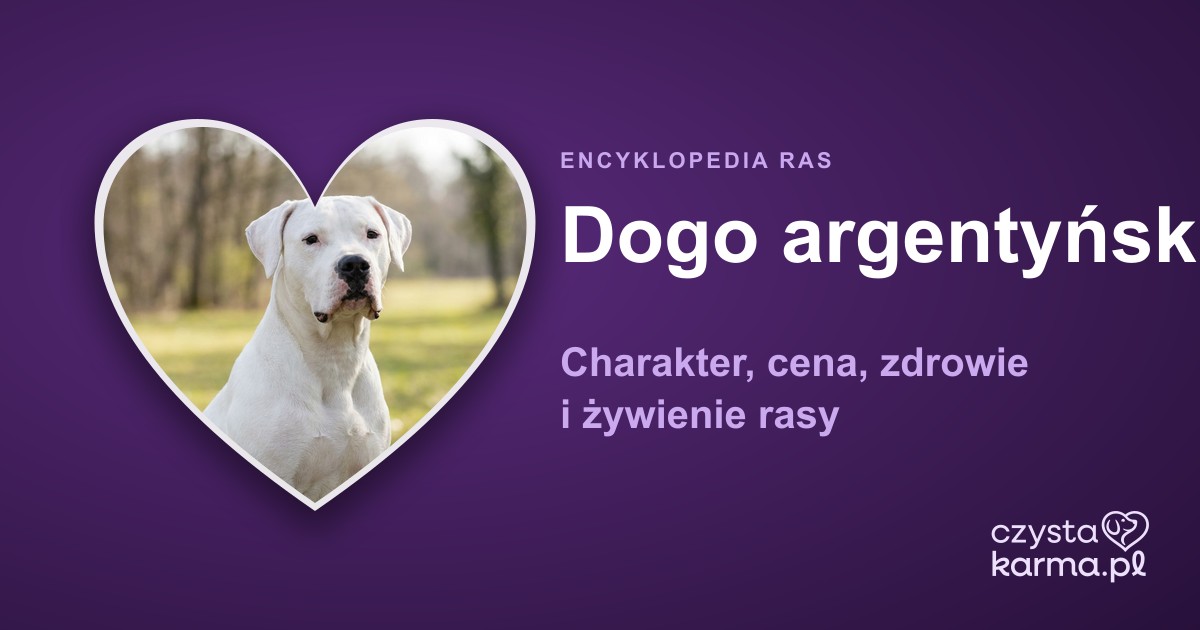 Dogo argentyński — charakter, cena, zdrowie i przepisy