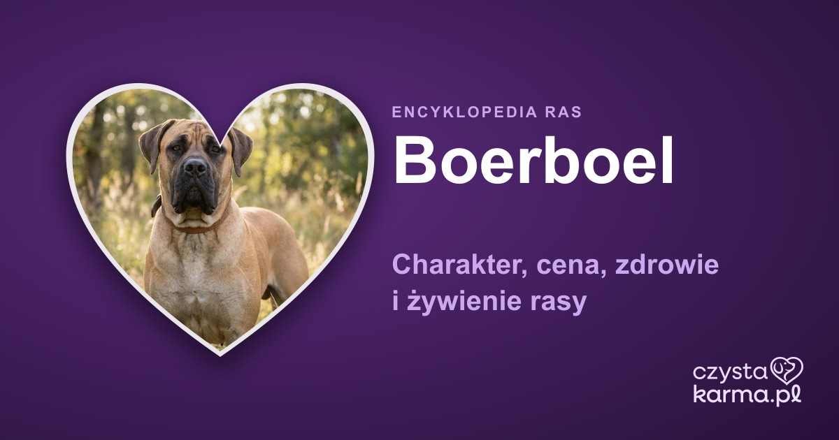Boerboel (mastif południowoafrykański) — charakter, cena i zdrowie