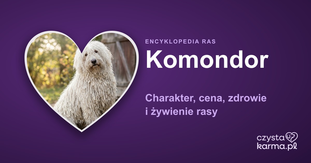 Komondor (owczarek węgierski) — charakter, cena i zdrowie rasy