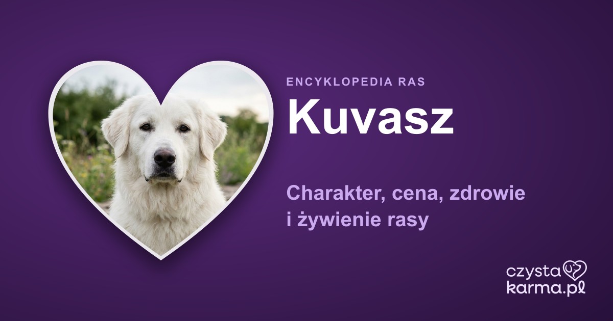 Kuvasz (owczarek węgierski) — charakter, cena, zdrowie i żywienie rasy