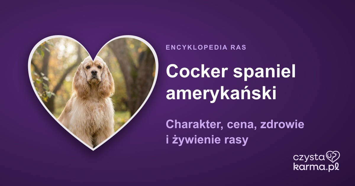 Cocker spaniel amerykański — charakter, cena, zdrowie i żywienie rasy