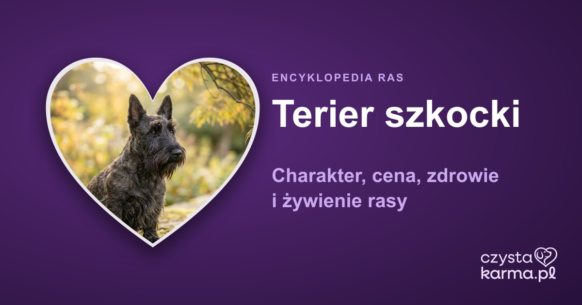 Terier szkocki (Scottish Terrier) — charakter, cena i zdrowie rasy