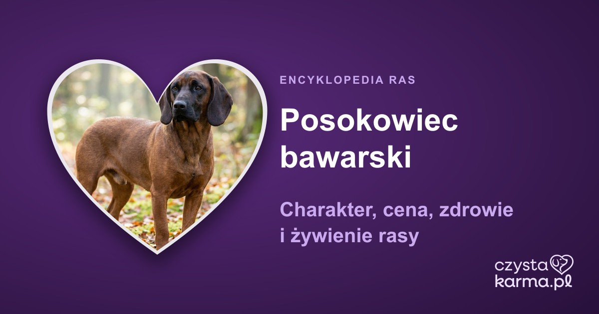 Posokowiec bawarski — charakter, cena, zdrowie i żywienie rasy