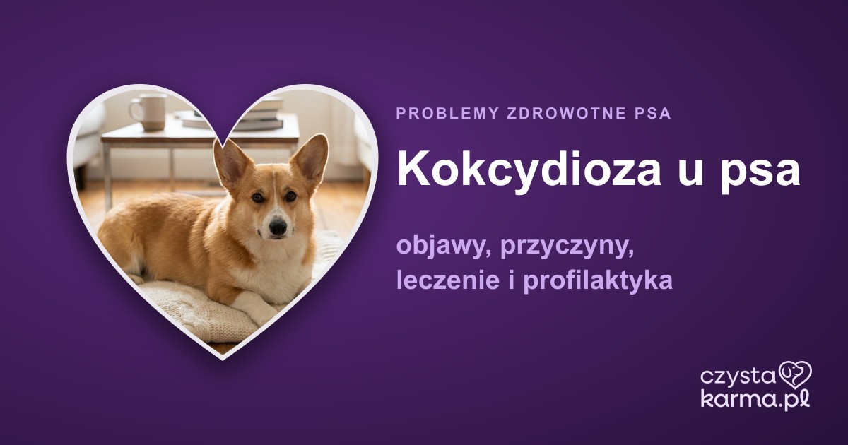 Kokcydioza u psa — objawy, przyczyny, leczenie i profilaktyka