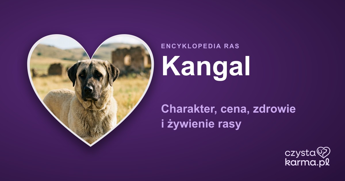 Kangal — charakter, cena, zdrowie i żywienie rasy